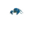 Florida Krebse - Procambarus alleni - GarnelenTv-Shop