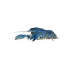 Florida Krebse - Procambarus alleni - GarnelenTv-Shop