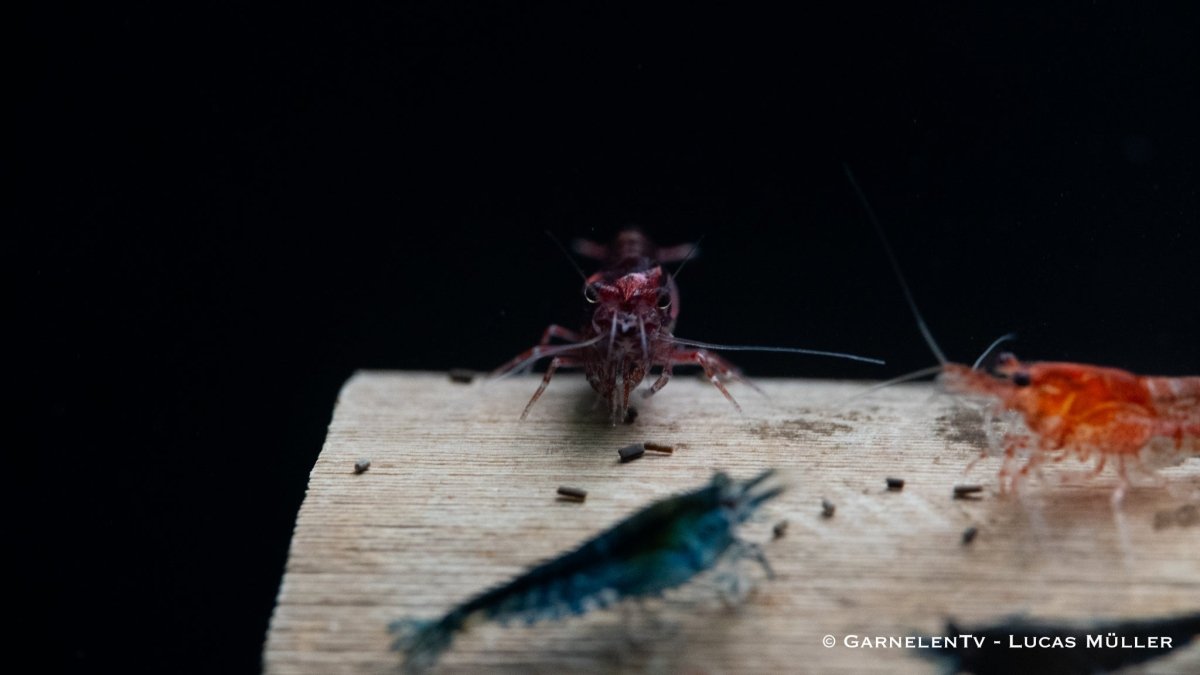 Garnelen Mix - Neocaridina - GarnelenTv-Shop

Verschiedene farbige Neocaridina Garnelen auf Pflanzen
