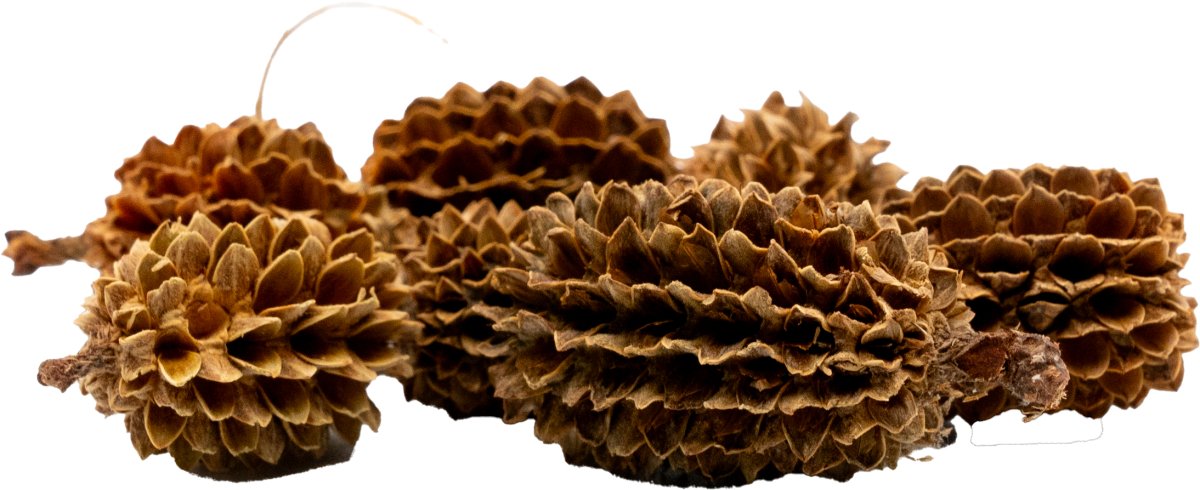 GarnelenTv Premium - Casuarina Cones - Kasuarinen Zapfen - 30g - GarnelenTv-Shop

GarnelenTv Premium Casuarina Cones 30g – Natürliche Dekoration
