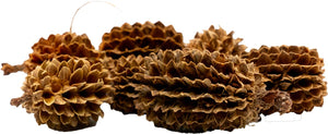 GarnelenTv Premium - Casuarina Cones - Kasuarinen Zapfen - 30g - GarnelenTv-Shop

GarnelenTv Premium Casuarina Cones 30g – Natürliche Dekoration
