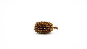 GarnelenTv Premium - Casuarina Cones - Kasuarinen Zapfen - 30g - GarnelenTv-Shop
Casuarina Cones – Fördert Gesundheit der Garnelen
