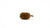 GarnelenTv Premium - Casuarina Cones - Kasuarinen Zapfen - 30g - GarnelenTv-Shop

Casuarina Cones – Garnelen Dekoration für Aquarien
