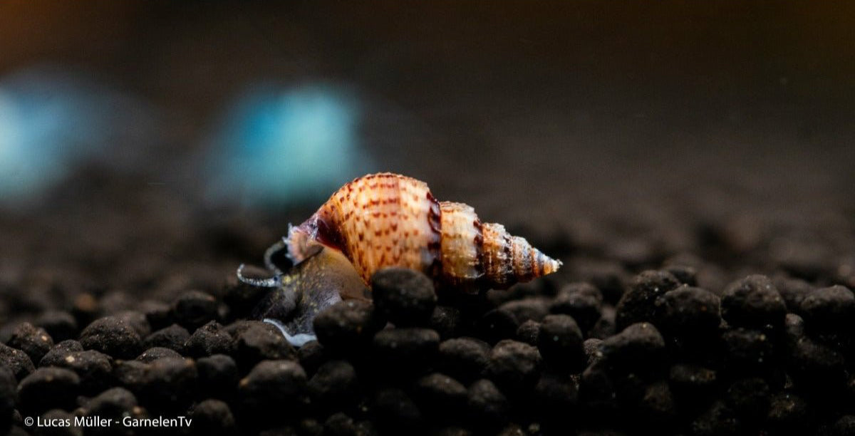 Genoppte Turmdeckelschnecke mit feinem schwarzem Punktmuster

Nöppi neben Zwerggarnelen im bepflanzten Süßwasseraquarium

