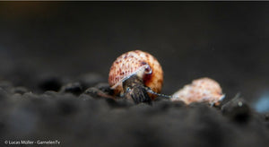 Melanoides granifera mit braunem Gehäuse und Punktmuster