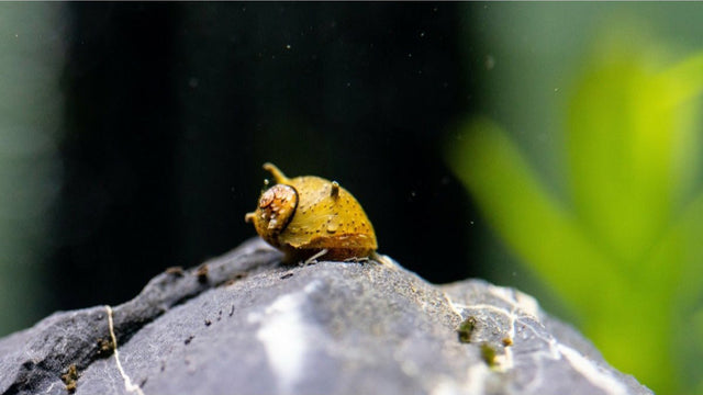 Geweihschnecke "Mix" - GarnelenTv-Shop

Clithon diadema frisst Algen auf Aquariumdeko

