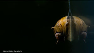 Geweihschnecken Gruppe an der Aquarienscheibe