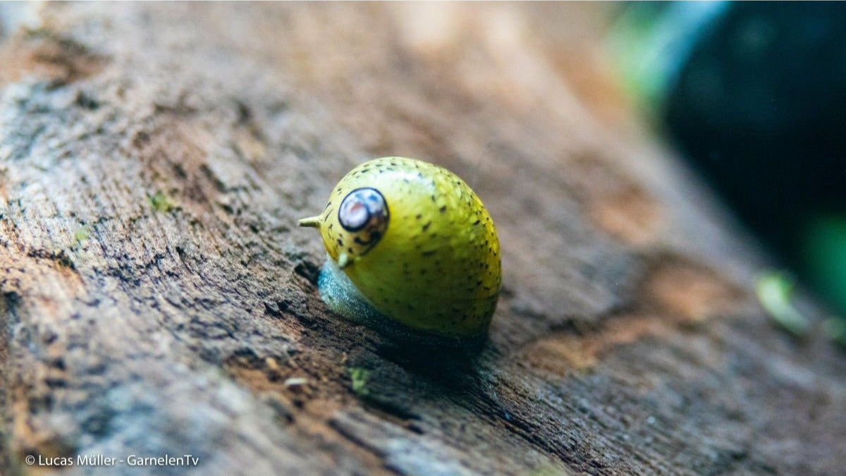 Geweihschnecke "Mix" - GarnelenTv-Shop

Clithon diadema frisst Algen auf Aquariumdeko

