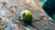 Geweihschnecke "Mix" - GarnelenTv-Shop

Clithon diadema frisst Algen auf Aquariumdeko


