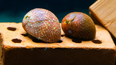 Pink Lady Schnecke - Clithon sowerbianum