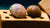 Geweihschnecke "Pink und yellow Lady" - GarnelenTv-Shop