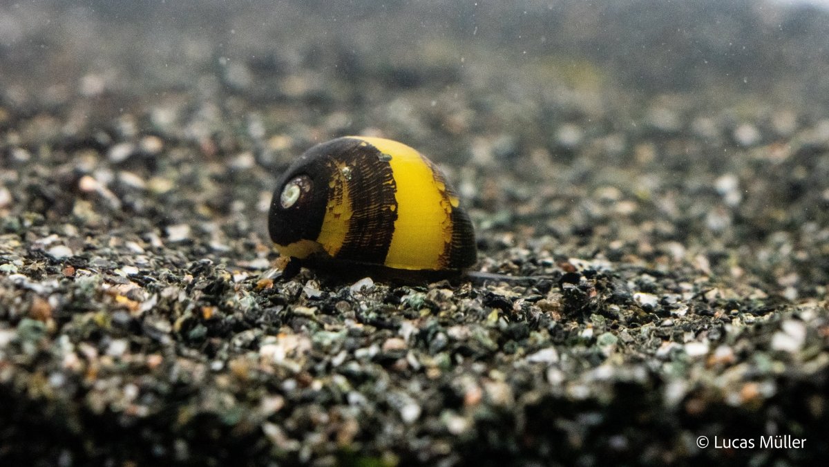 Geweihschnecke in Schwarz-Gelb auf Aquariumsgrund