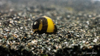 Geweihschnecke Schwarz/Gelb - Clithon diadema