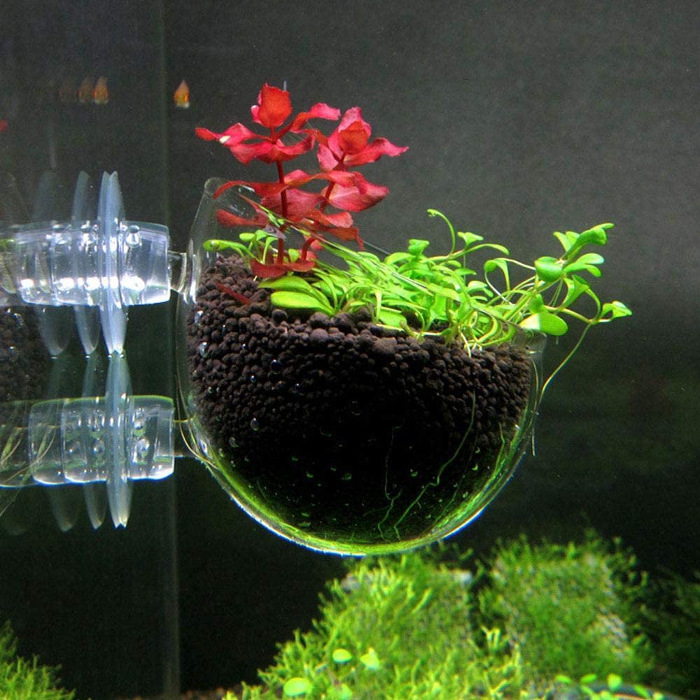 Glas Cup Topf Mit 2 X SaugnäPfe FüR Aquarium Pflanzschale Glas Deko Plant Pot - GarnelenTv-Shop