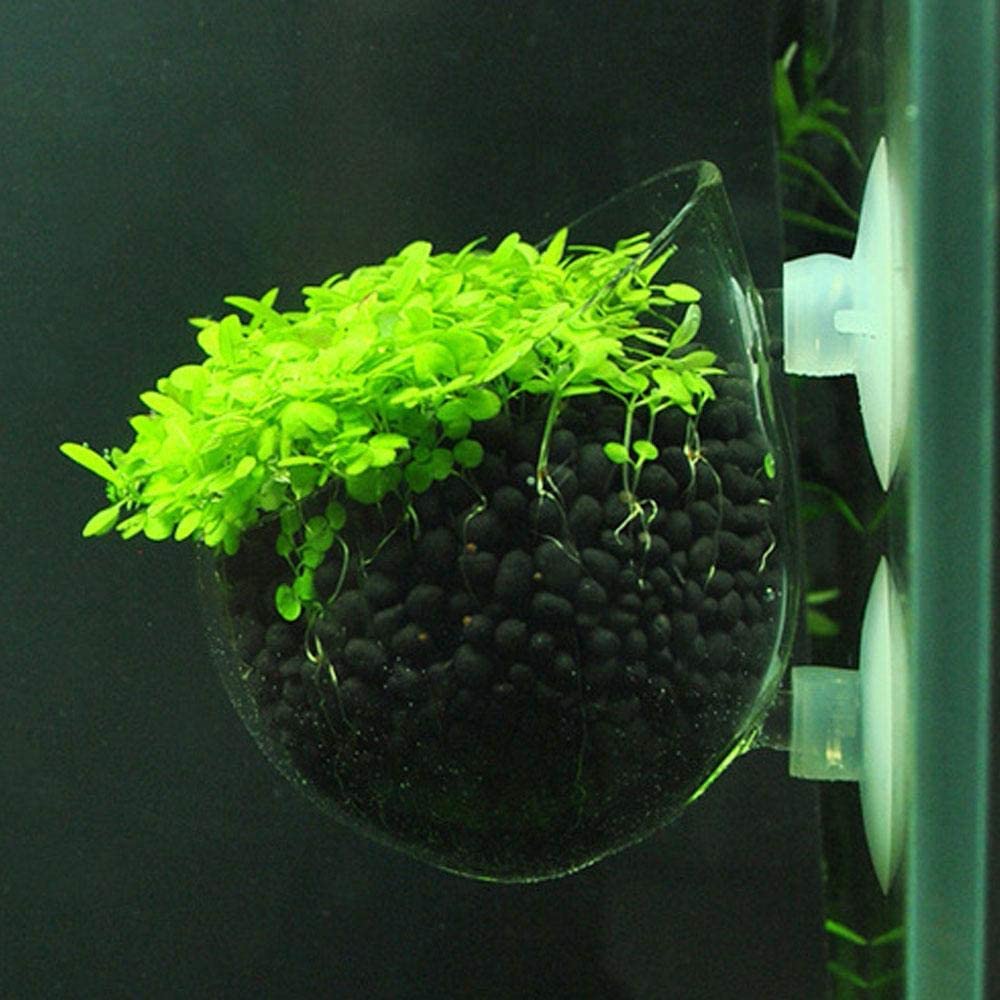 Glas Aquarium Deko Topf für Pflanzen und Garnelen