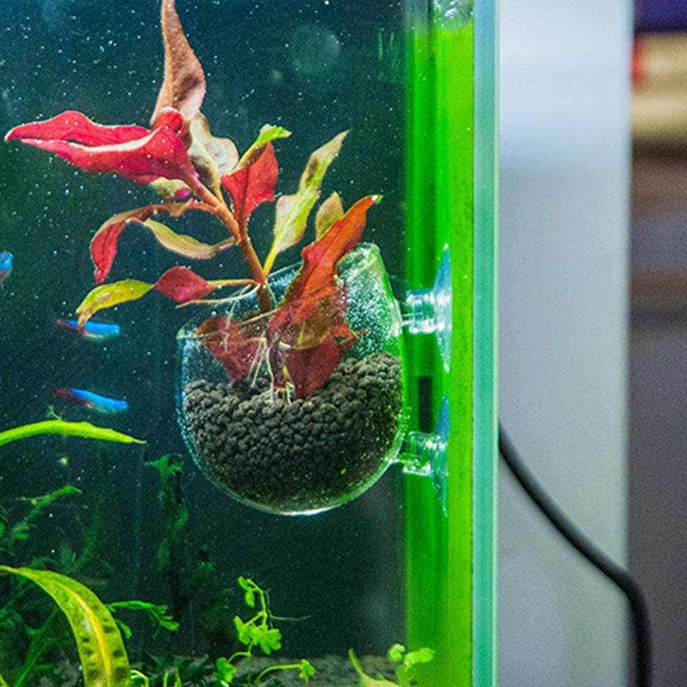 Saugnapf Typ Feeder für Aquarienpflanzen und Garnelen