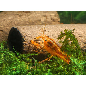 GlasGarten - Crispy Caves, fressbare Höhlen für Wirbellose - GarnelenTv-Shop

Crispy Caves für Saugwelse und Garnelen – natürliche Dekoration

