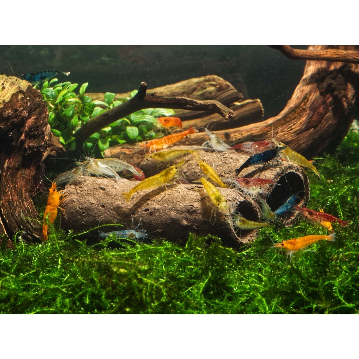 GlasGarten - Crispy Caves, fressbare Höhlen für Wirbellose - GarnelenTv-Shop


100% natürliche Fressbare Höhlen GlasGarten für Aquarienbewohner

