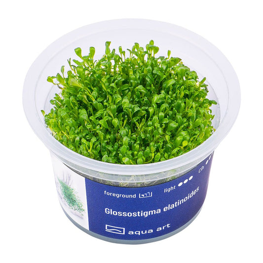 Glossostigma elatinoides - InVitro - GarnelenTv-Shop

Glossostigma elatinoides InVitro Teppichpflanze im Aquarium
