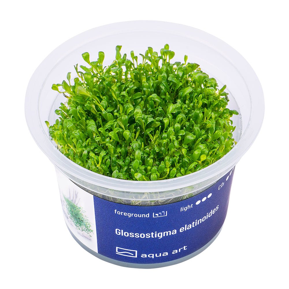 Glossostigma elatinoides - InVitro - GarnelenTv-Shop

Glossostigma elatinoides InVitro Teppichpflanze im Aquarium
