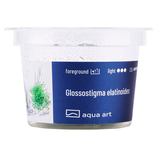 Glossostigma elatinoides - InVitro - GarnelenTv-Shop

Glossostigma elatinoides mit tränenförmigen Blättern im Aquarium

