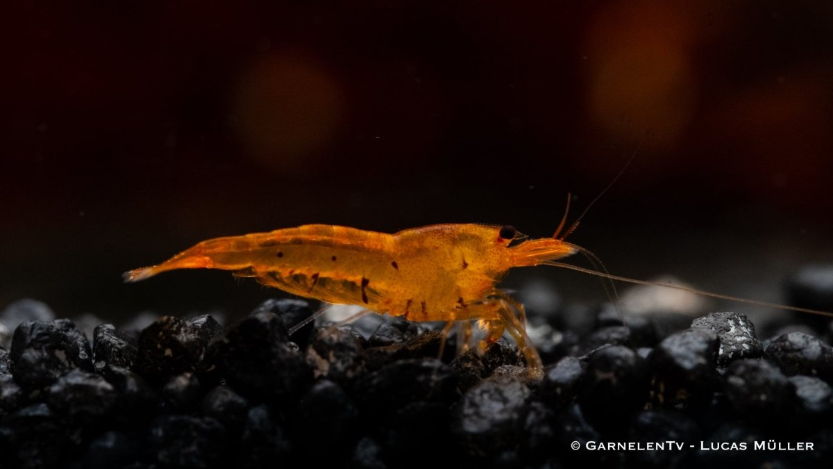 Farbintensive Golden Tiger Shrimp im Aquarium