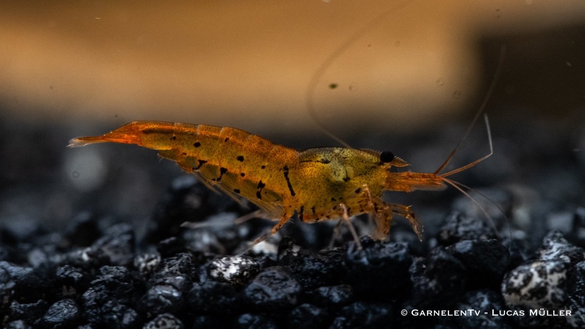 Orange Tigergarnele in Nahaufnahme