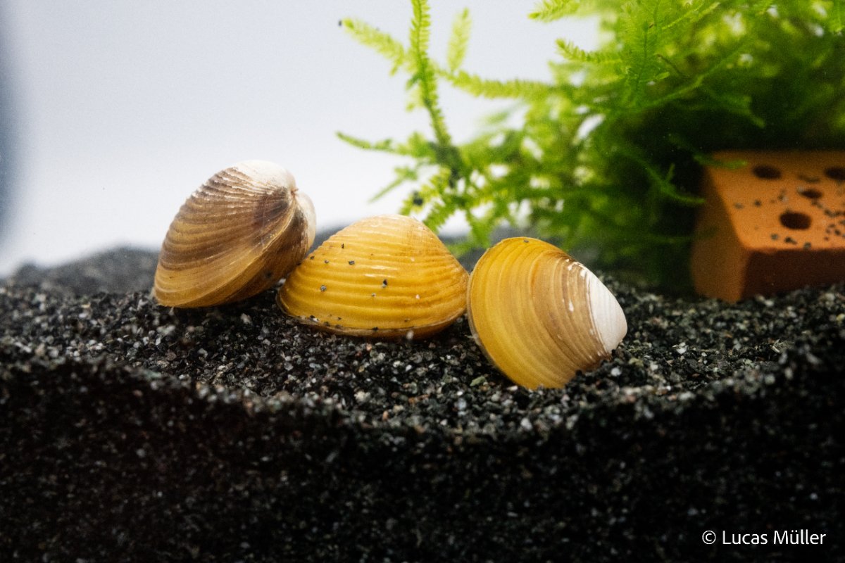 Goldene Körbchenmuschel - Corbicula sp. - GarnelenTv-Shop

Goldene Körbchenmuschel Corbicula sp im Aquarium

