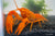 Goldener Cherax, Cherax cf. snowden - GarnelenTv-Shop

Goldener Cherax Cherax cf. Snowden im Aquarium

