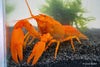 Goldener Cherax, Cherax cf. snowden - GarnelenTv-Shop