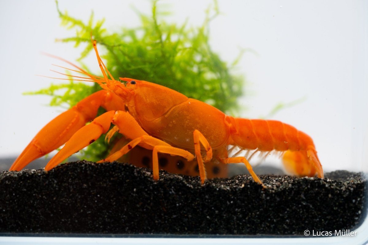 Goldener Cherax, Cherax cf. snowden - GarnelenTv-Shop

Cherax cf. Snowden, Goldener Cherax auf Felsen

