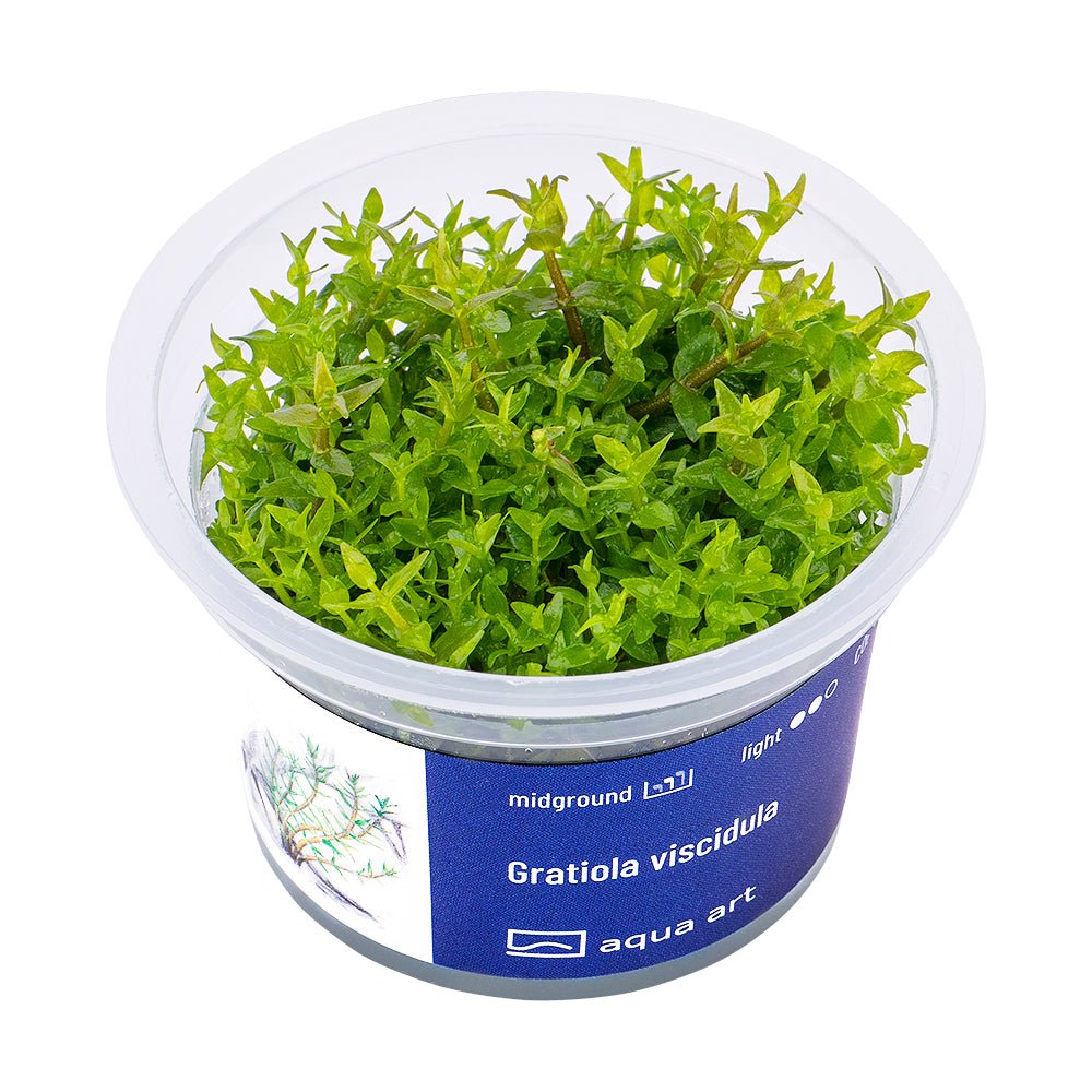 Gratiola viscidula - InVitro - GarnelenTv-Shop

Gratiola viscidula InVitro Aquarienpflanze mit einzigartigem Aussehen
