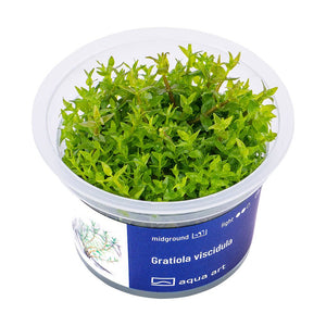 Gratiola viscidula - InVitro - GarnelenTv-Shop

Gratiola viscidula InVitro Aquarienpflanze mit einzigartigem Aussehen
