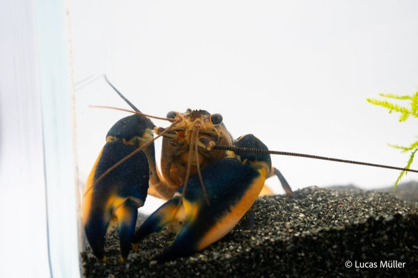 Green Hornet Flusskrebs - Cherax sp. - GarnelenTv-Shop