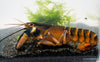 Green Hornet Flusskrebs - Cherax sp. - GarnelenTv-Shop