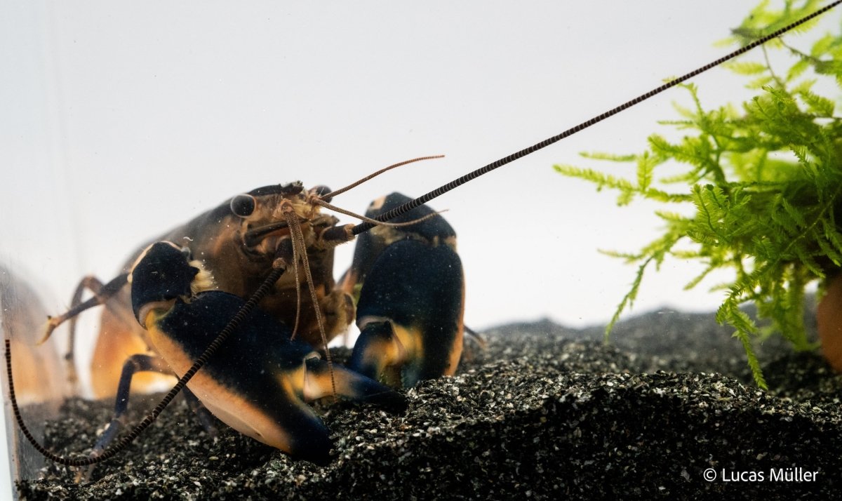 Green Hornet Flusskrebs - Cherax sp. - GarnelenTv-Shop