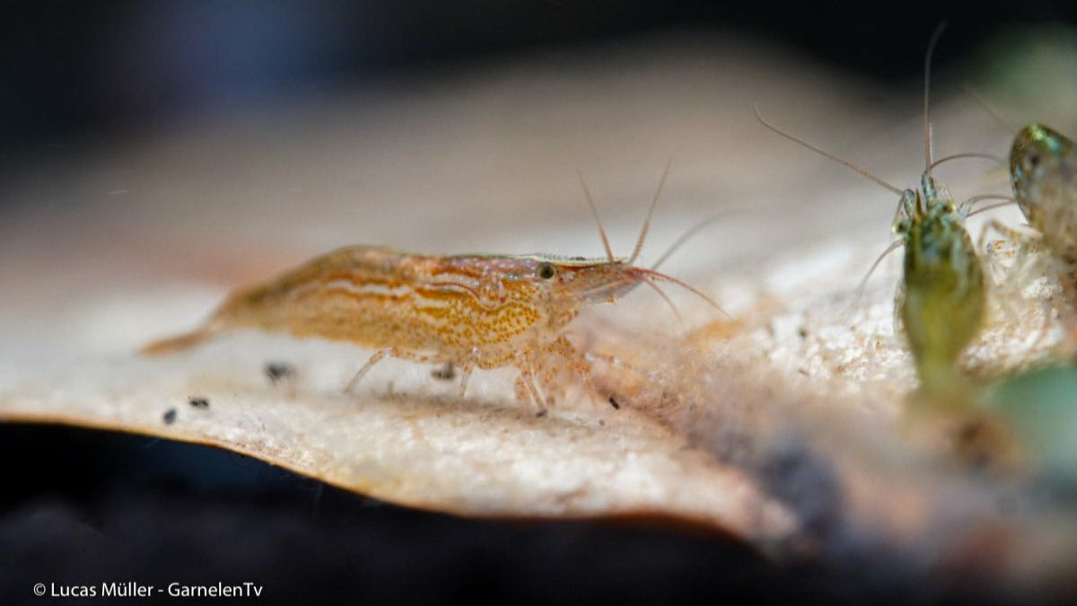 GarnelenTv-Shop Caridina babaulti