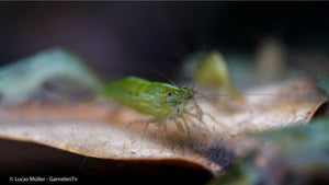 Caridina cf. babaulti Green in Nahaufnahme