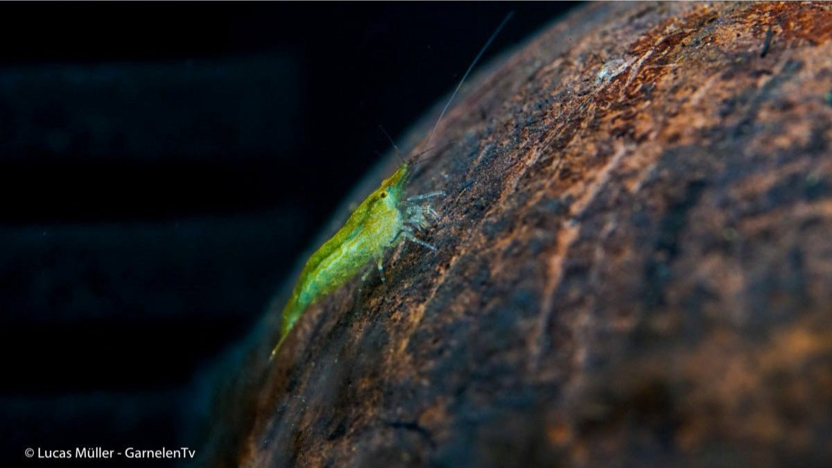 Grüne Garnelen, Giftgrüne Zwerggarnele - GarnelenTv-Shop

Giftgrüne Zwerggarnele im Aquarium

