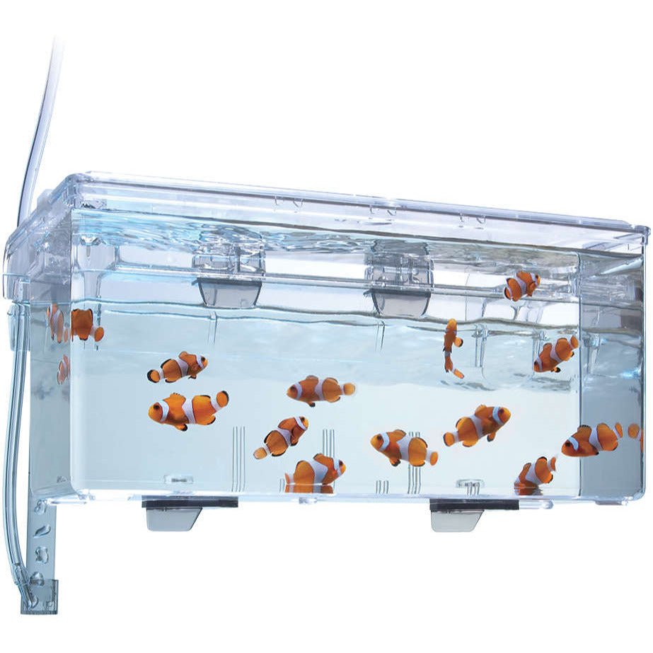 Hang-On Breeding Box L - Fluval - GarnelenTv-Shop
Hang-On Breeding Box für rahmenlose Aquarien


Hang-On Breeding Box für rahmenlose Aquarien

