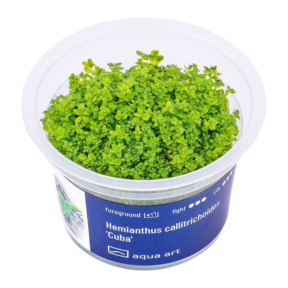 Hemianthus callitrichoides 'Cuba' - InVitro - GarnelenTv-Shop

Hemianthus callitrichoides 'Cuba' InVitro Teppichpflanze Vordergrund
