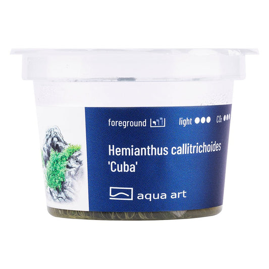Hemianthus callitrichoides 'Cuba' - InVitro - GarnelenTv-Shop