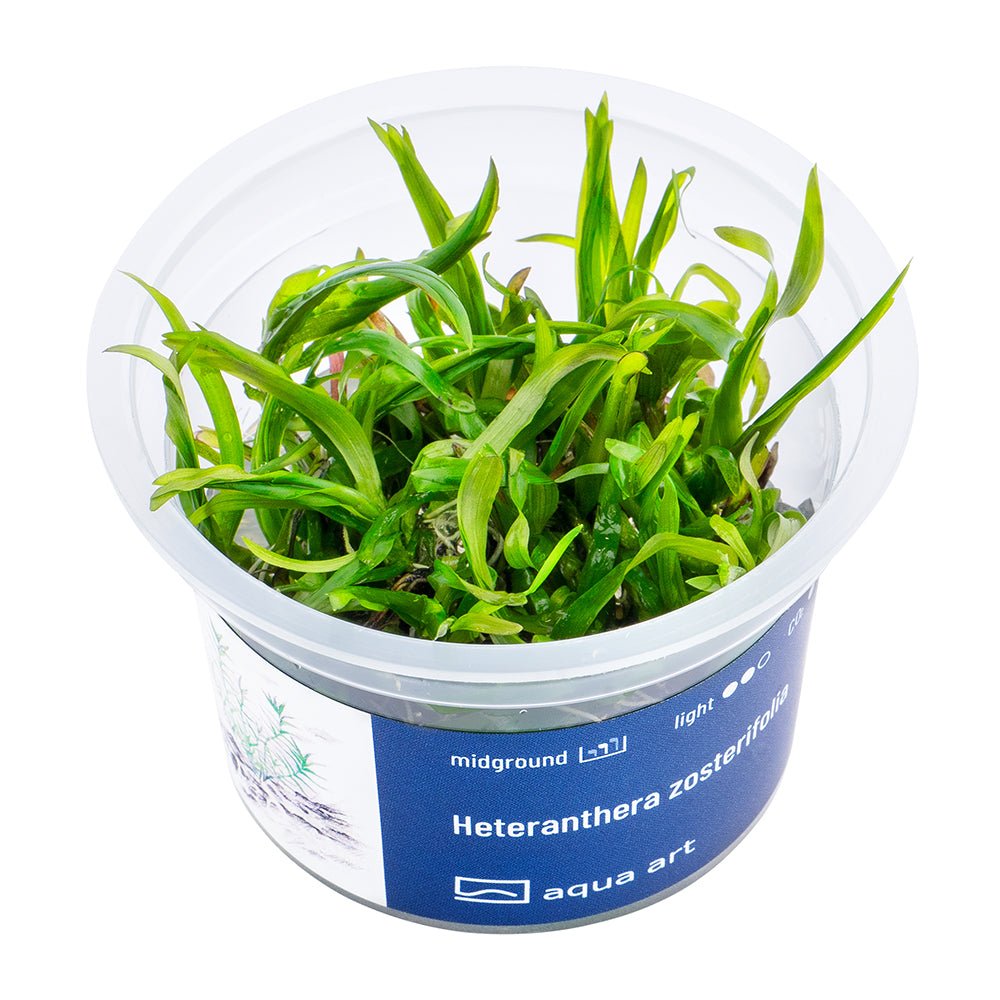 Heteranthera zosterifolia - InVitro - GarnelenTv-Shop

Heteranthera zosterifolia InVitro für den Mittelgrund im Aquarium
