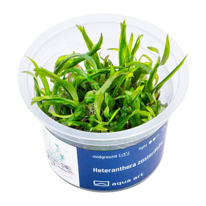 Heteranthera zosterifolia - InVitro - GarnelenTv-Shop

Heteranthera zosterifolia InVitro für den Mittelgrund im Aquarium
