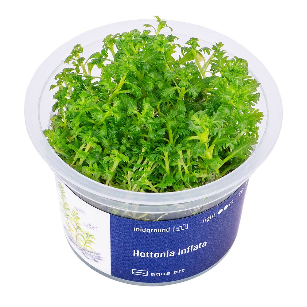 Hottonia inflata - InVitro - GarnelenTv-Shop

Hottonia inflata InVitro mit zarten Blättern für Aquarien
