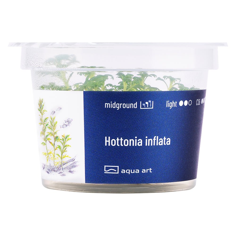 Hottonia inflata - InVitro - GarnelenTv-Shop

Hottonia inflata InVitro mit zarten Blättern für Aquarien
