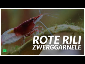 Video: Rote Rili Zwerggarnele

Red Rili Garnele auf dunklem Aquarienboden

