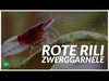 Video: Rote Rili Zwerggarnele