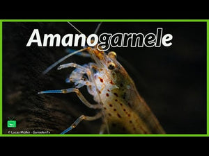 Langlebige Amanogarnele – über 10 Jahre alt