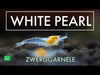 Video: White Pearl Zwerggarnele